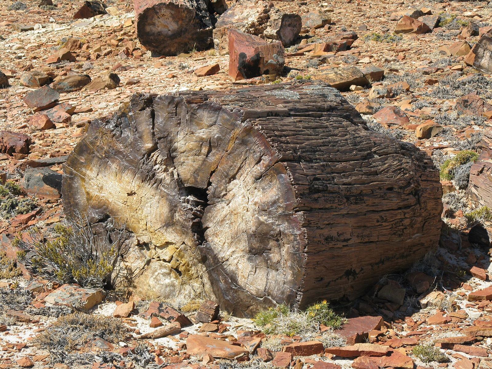 Tronco petrificado en el Bosque Petrificado Jaramillo