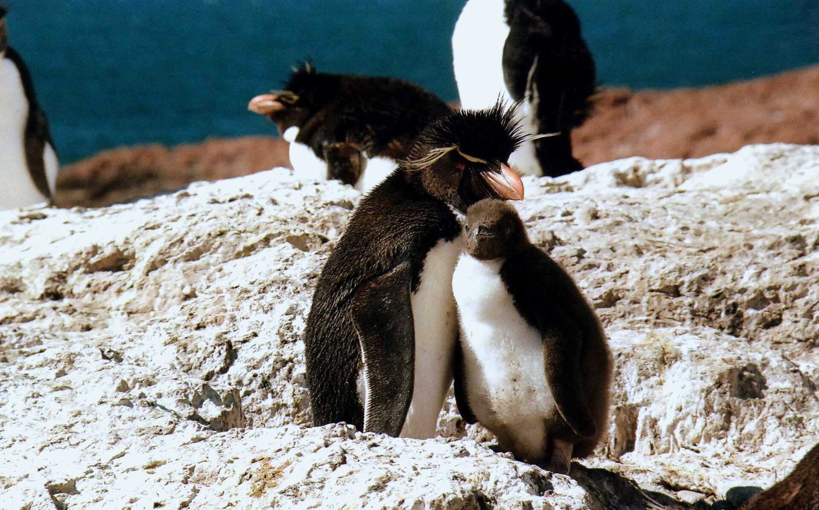 Pingüinos de penacho amarillo en Isla Pingüino